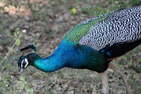 Yala National Park peacock