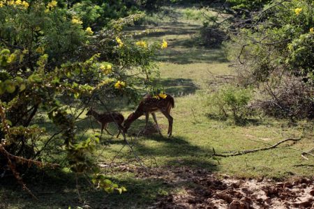 Yala National Park spotted deer