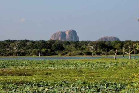 Yala National Park scenery