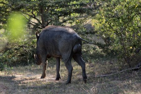 Yala National Park wild boar