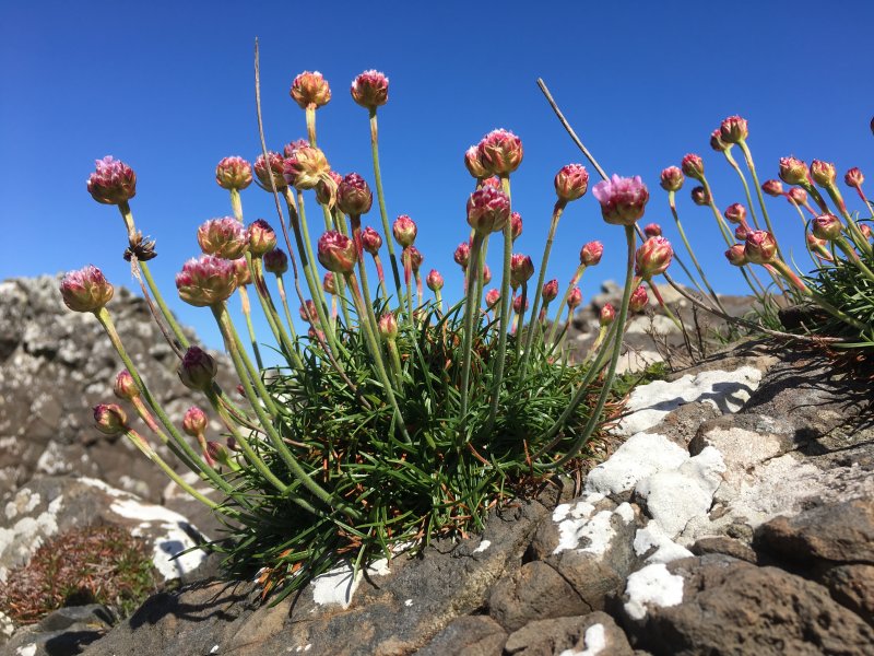 Giants Causeway flowers