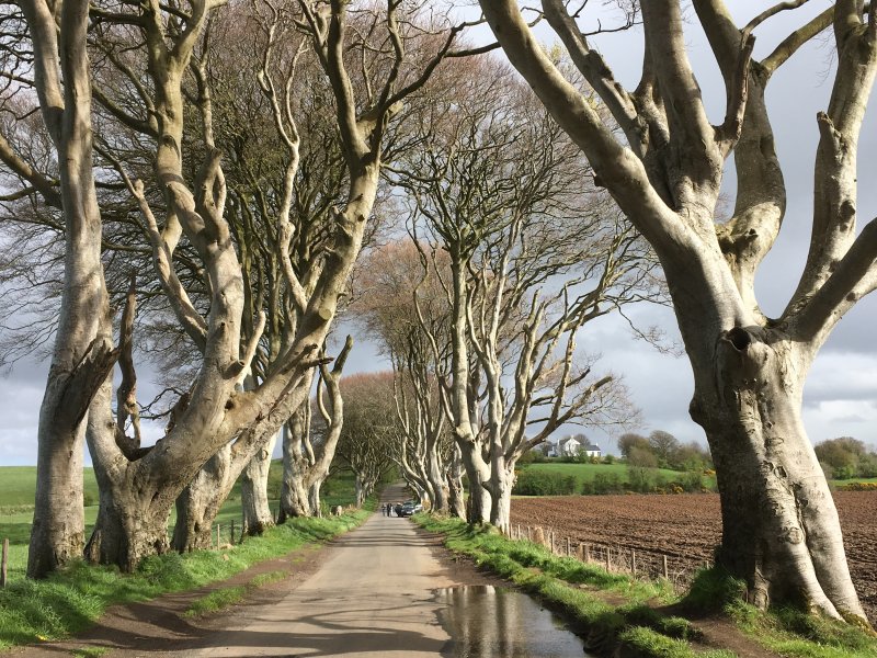 The Dark Hedges, Northern Ireland