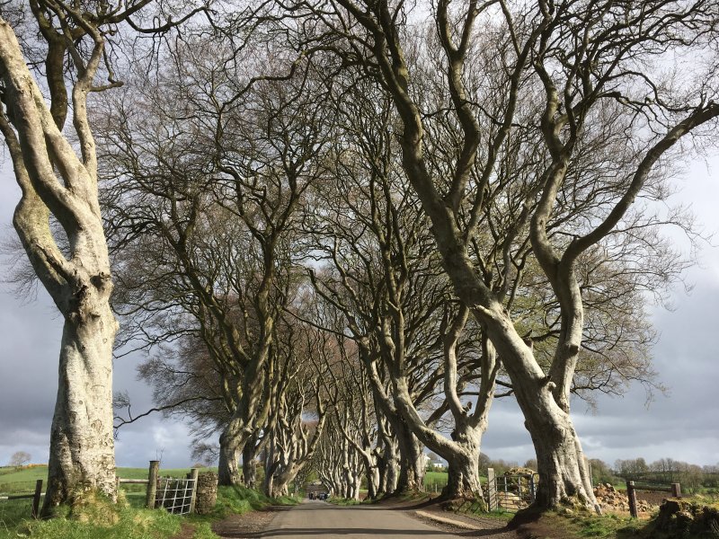 The Dark Hedges, Northern Ireland