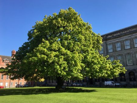 Trinity College tree