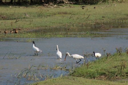 Yala birds in river