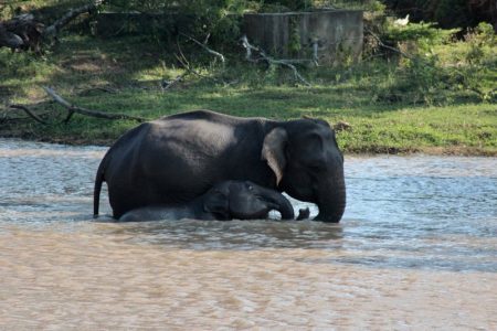 Yala elephants in river