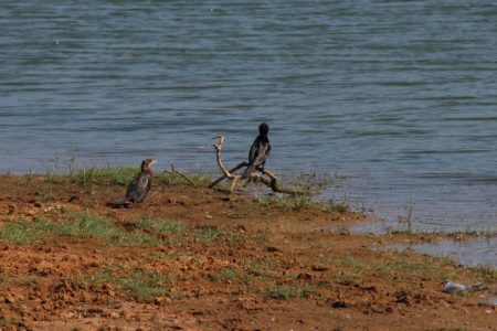 Yala National Park birds