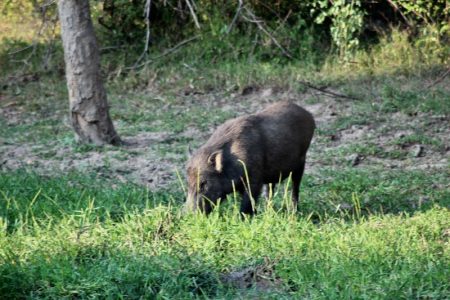 Yala National Park wild boar
