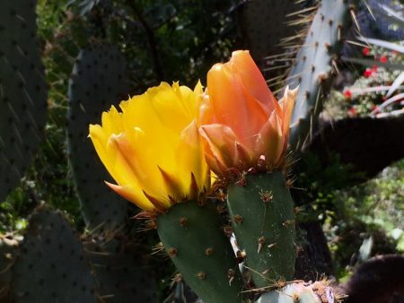 Cactus flowers, Illetas, Mallorca