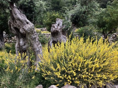 Hike from Port de Valldemossa to S'Estaca