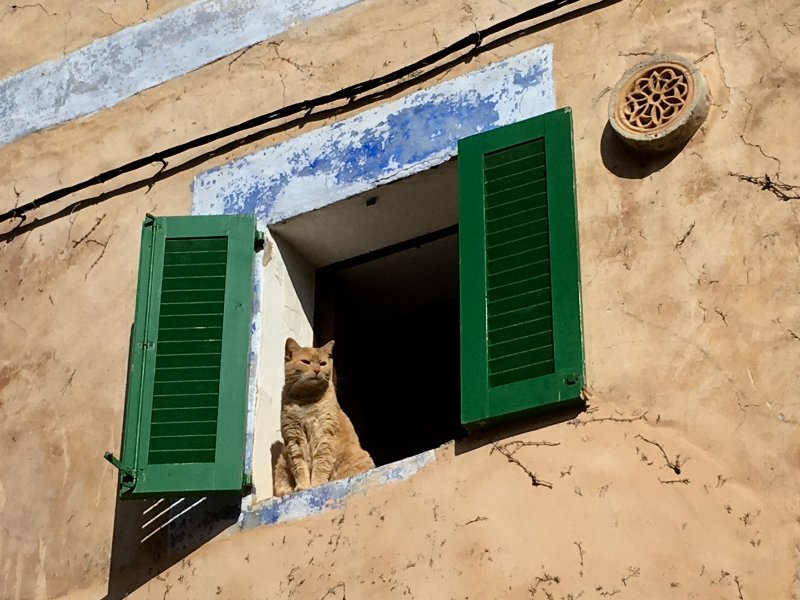Mallorcan cat Mallorcan cat