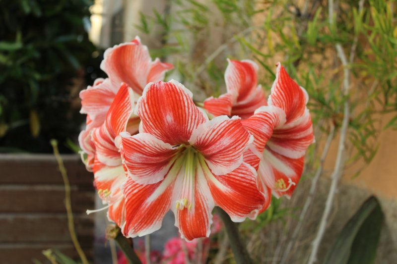 Flower in the lane, Estellencs Flower in the lane, Estellencs