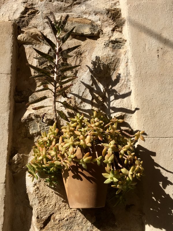 Succulents on house wall, Serra de Tramuntana Plants on the wall, Serra de Tramuntana