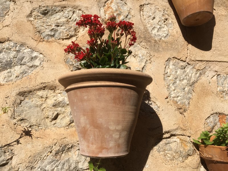 Flower pot on the stony wall, Estellencs Flower pot on the stony wall, Estellencs