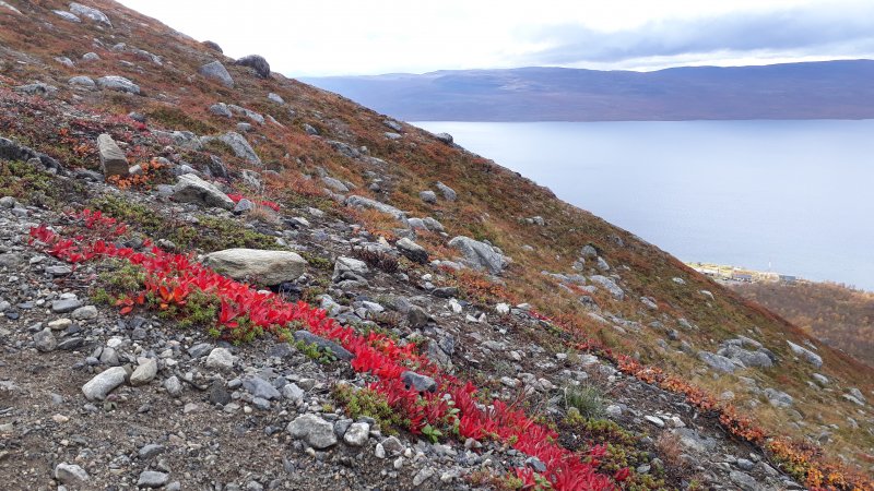 Arctic berries on Saana fell slope Arctic autumn colours, Saana fell