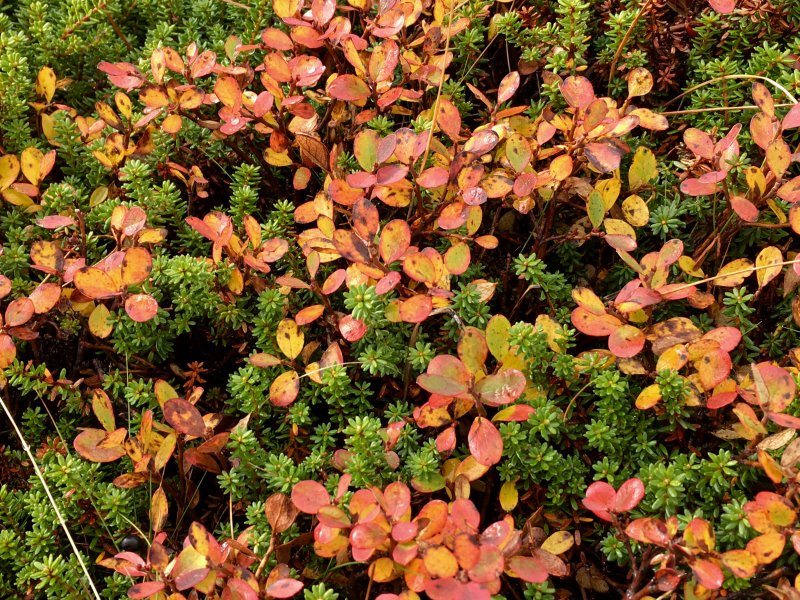 Lapland ruska in fell plants Colors of Lapland, Arctic berries