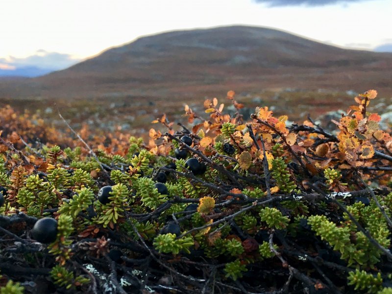 Arctic crowberries Arctic crowberries