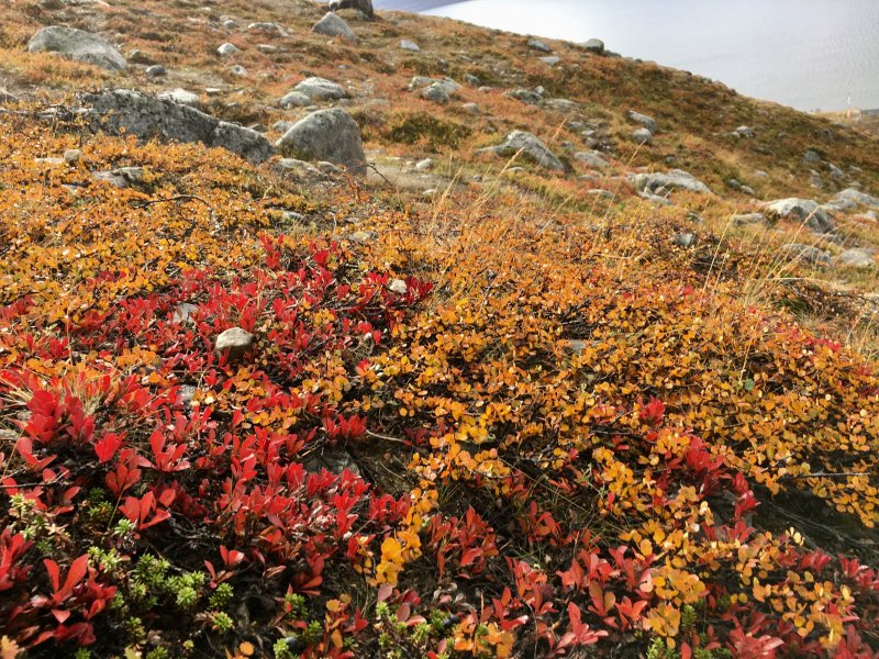 Arctic autumn colours, Saana fell Arctic autumn colours, Saana fell