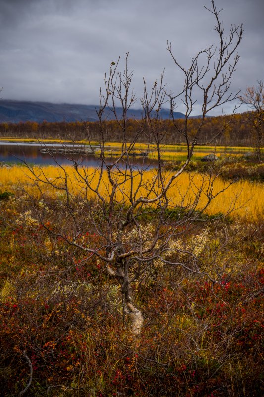 Acrtic birch lost its leaves Autumn colours, Kilpisjärvi Lapland