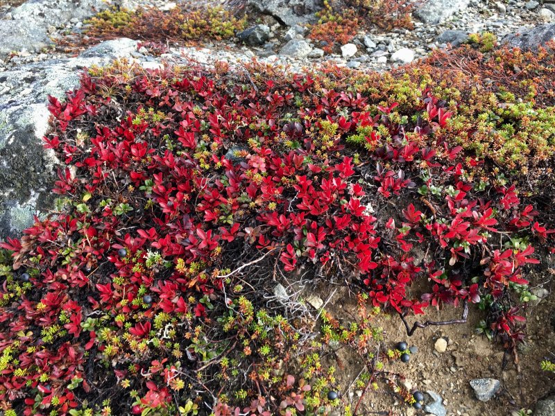 Colors of Lapland, Arctic berries Colors of Lapland, Arctic berries