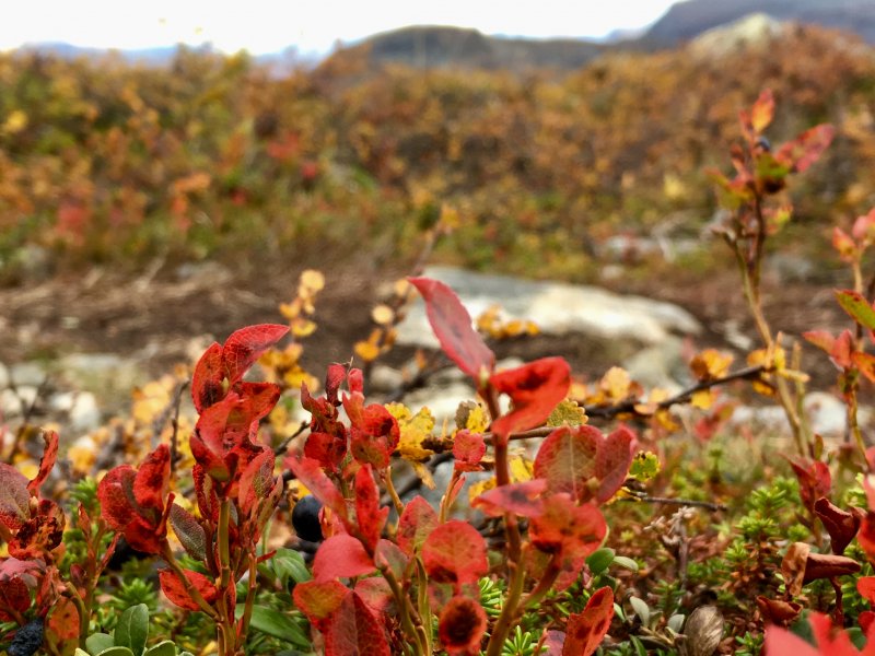 Typical Lapland autumn colors Typical Lapland autumn colors