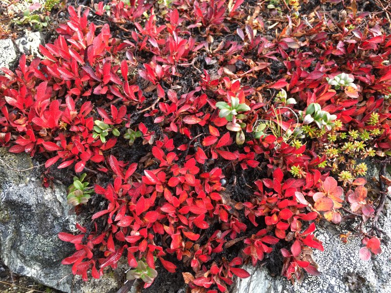 Arctic autumn Colors of Lapland, wild plants