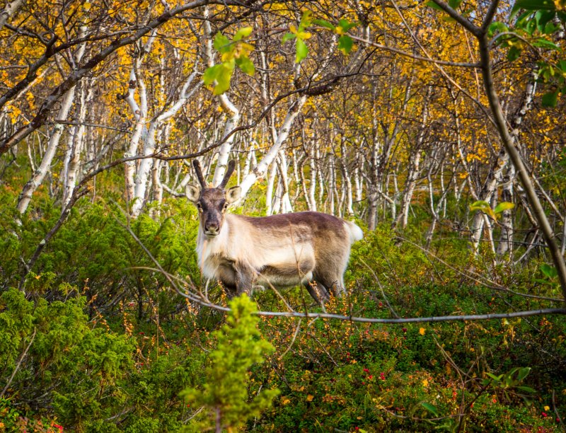 Santa's reindeer? Santa's reindeer?