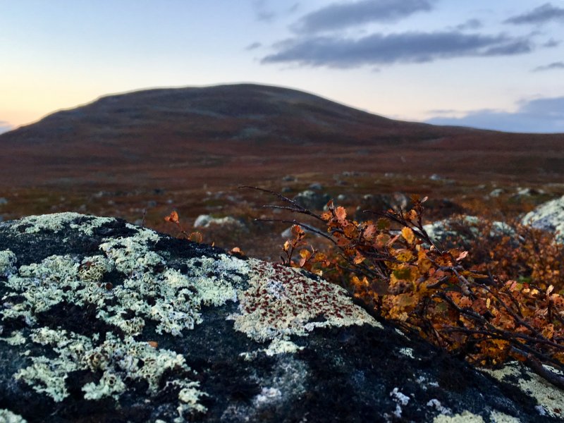 Lichen, reindeer food on Lapland fells Lichen, reindeer food on Lapland fells