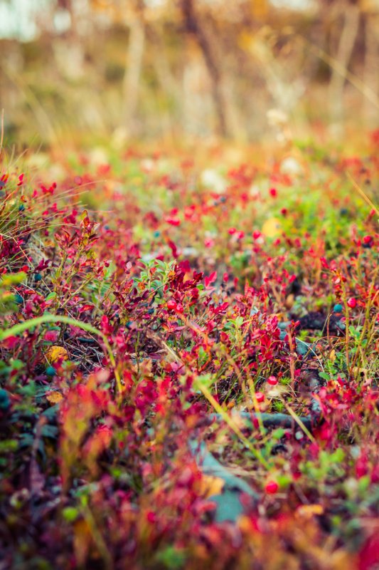 Autumn trip to Lapland, wild berries Autumn trip to Lapland, wild berries