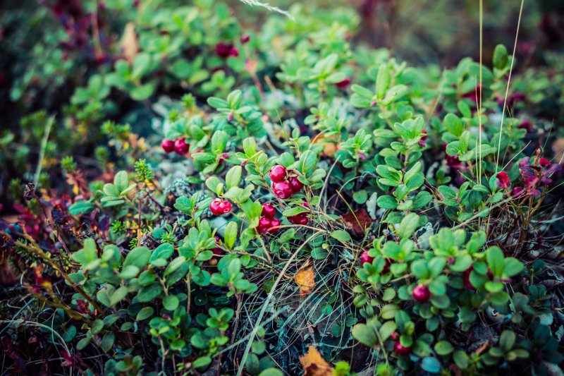 Lingonberry waiting to be picked Lapland lingonberry