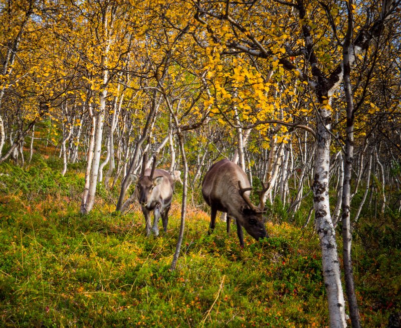 Reindeer in Lapland forest Reindeer in Lapland forest