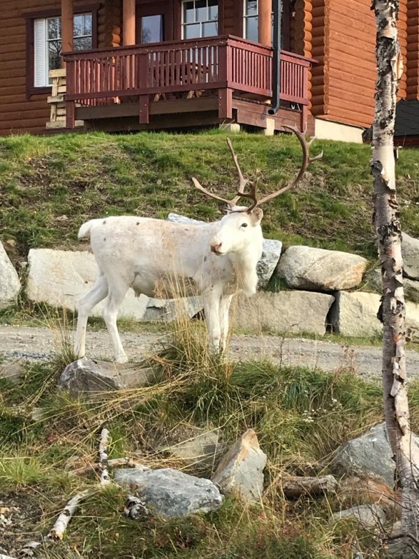 A white reindeer Reindeer in the village of Kilpisjärvi
