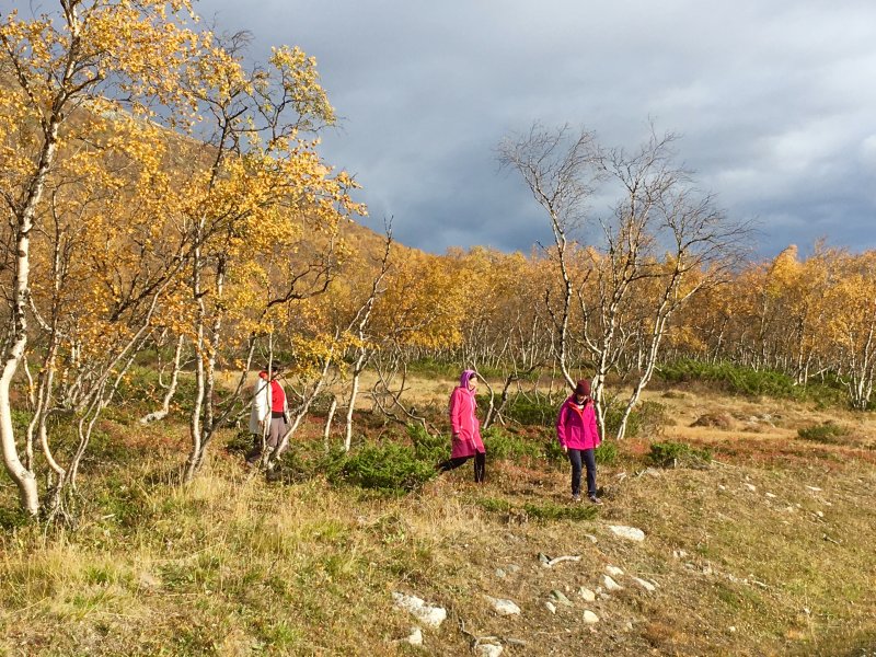 Reindeer spotting trip to Lapland forest Reindeer spotting