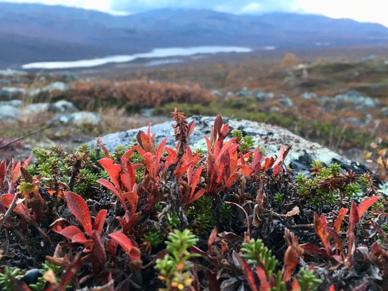 Red leaves and a mountain lake Saana fell evening view