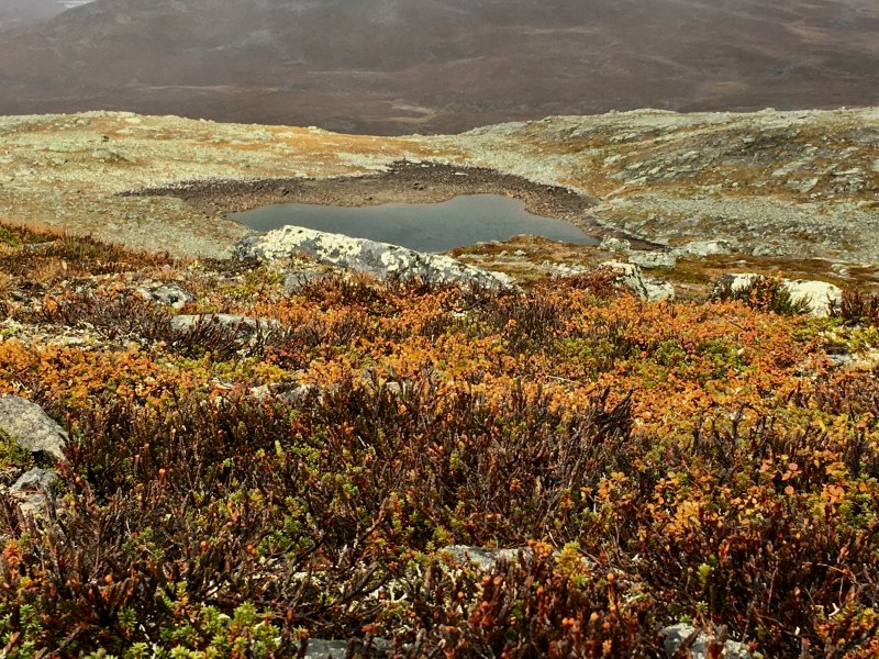 Brown ground plants and a pond Saana fell in autumn