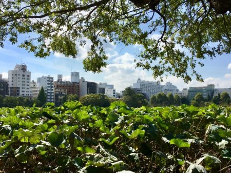 Shinobazu Pond, Ueno Park, Tokyo