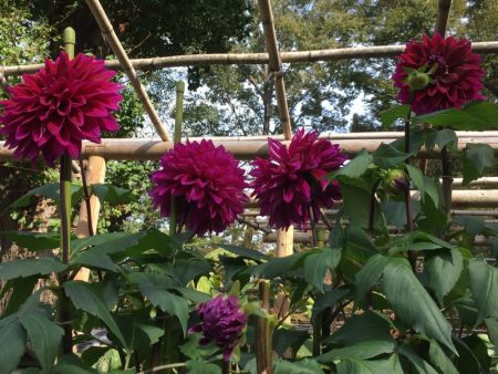 Ueno Park autumn Dahlia exhibition, Tokyo