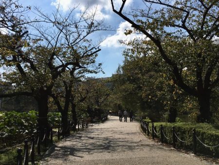 Ueno Park cherry tree walkway