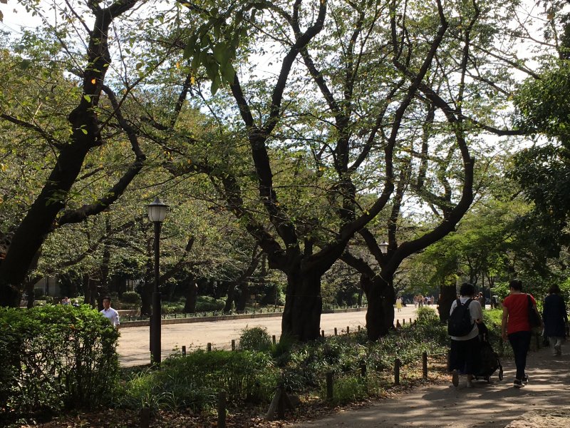 Ueno Park: Tokyo's hanami party place Ueno Park: Tokyo's hanami party place