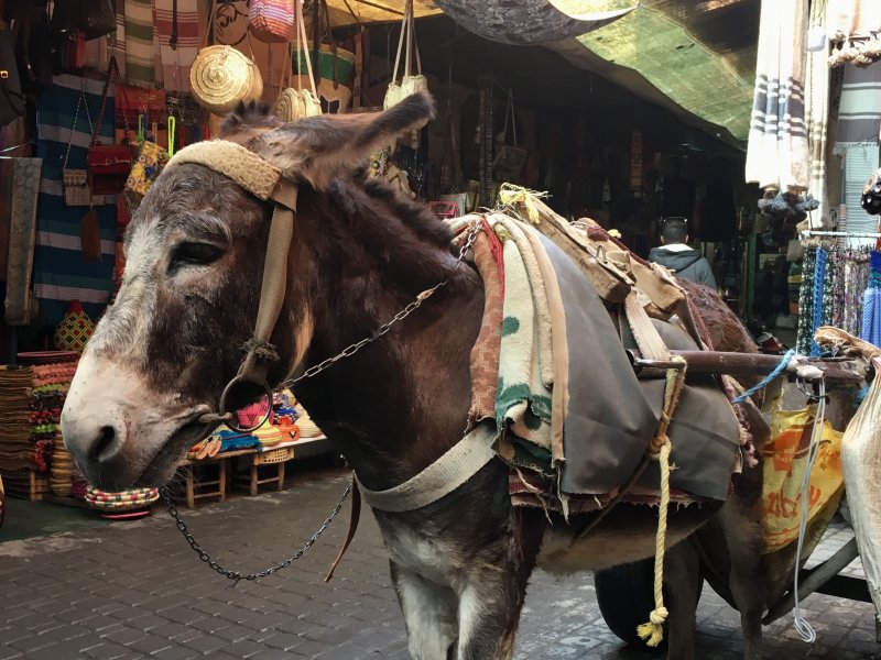 A lonely donkey in the souks of Marrakech
