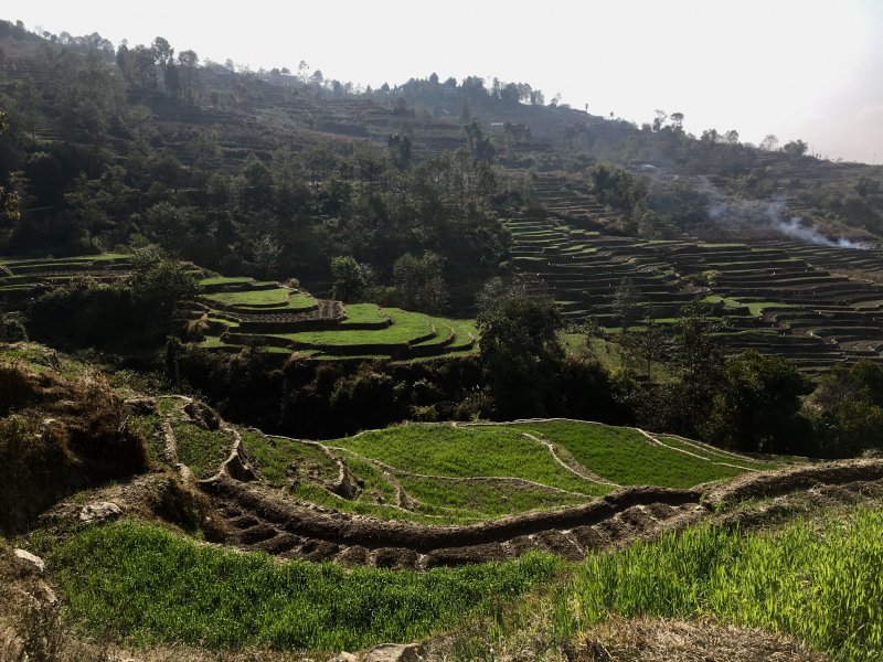 Nagarkot rice terraces Hiking along Nagarkot rice terraces, Nepal