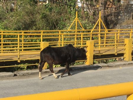 Cow on the bridge