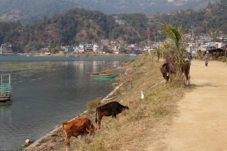 Cows by Lake Phewa