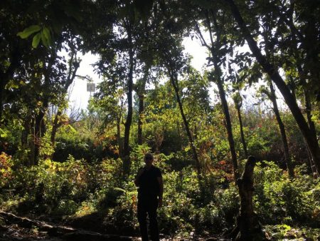Forest walk to the World Peace Stupa, Pokhara
