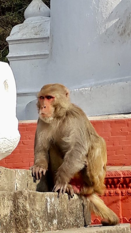 Swayambbunath, the Monkey Temple Monkey in Swayambbunath, the Monkey Temple of Kathmandu