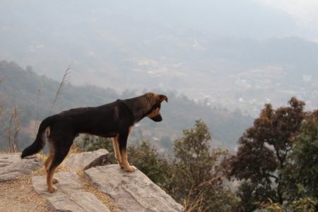 Nepalese stray dog