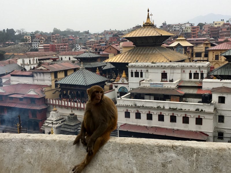 Sights around Kathmnandu: Pashupatinath Temple and monkey Pashupatinath Hindu Temple and temple monkey