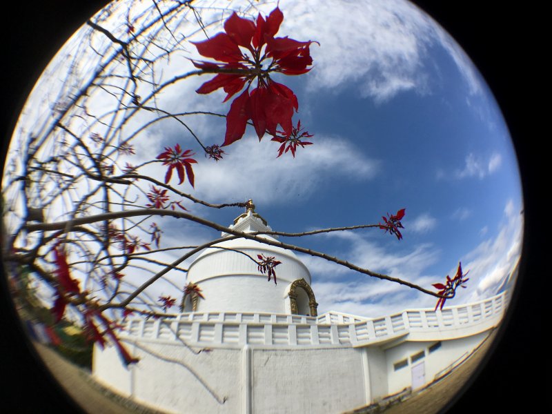 World Peace Pagoda, Pokhara Poinsettias and World Peace Stupa, Pokhara