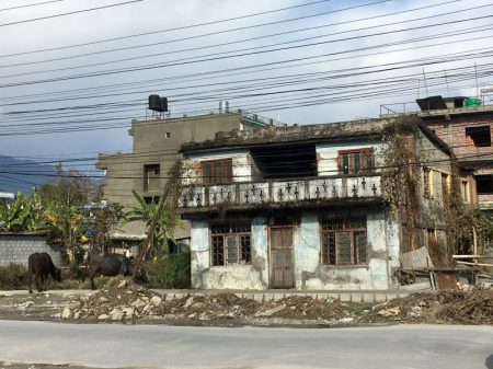 Pokhara house and cows