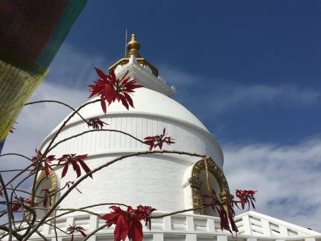 World Peace Stupa and winter flowers